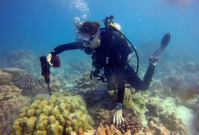 Scientists find a bit more life in coral reefs in Pacific